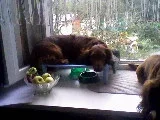 danya.webp