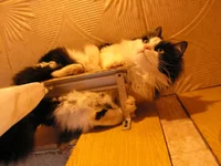 PICT0249.webp