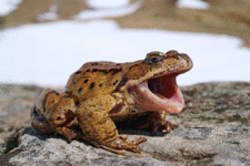 toad.gif