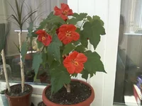 -0102.webp