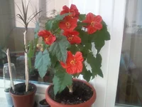 -0105.webp