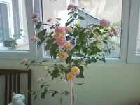 -0101.webp