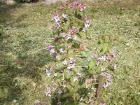 -0066.webp