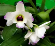 Dendrobium Nobile.jpg