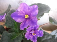 Galactic Dancin' _0706.webp