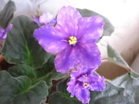 Galactic Dancin' _0707.webp