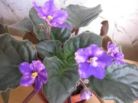 Galactic Dancin' _0708.webp