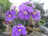  Солнечное затмение_0698.webp