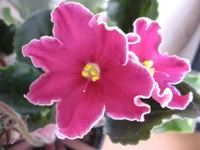 Cherries 'N' Cream_0704.webp