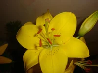 4015.webp