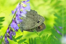 _59K7636.webp