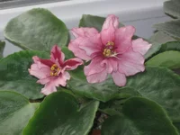  пламя спорт первое цвет.webp