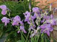 P5292312.webp