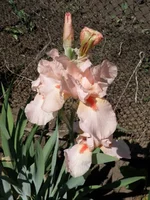 P5282288.webp