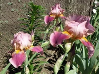 P5282290.webp