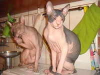 DSCF1053.webp