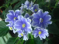 moon ligt wethers.webp