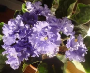 -Тихий Дон2.webp