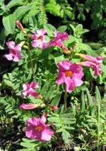 Incarvillea Dellaveya.webp
