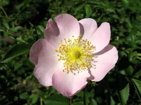 .webp
