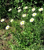 .webp