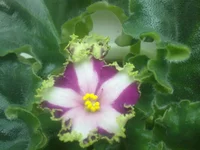 06052011487.webp