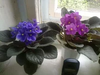 06052011489.webp