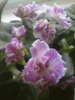 25042011442.webp