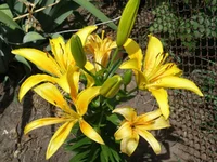 .webp