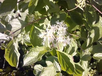 P300511_19.10.webp