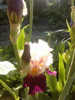 P300511_19.03.webp