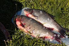 IMG_2706 1.jpg