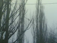  573.webp