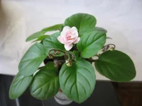 Rob's Vanilla Trail_0728.webp