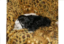 Cильва и Эрик, май 11г.webp