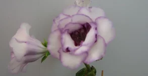  королева1.webp