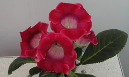  ред.webp