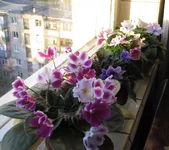 .webp