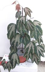 Passiflora trifasciata.JPG