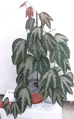 Passiflora trifasciata.webp