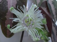 P.trifasciata flowers.JPG