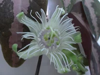 P.trifasciata flowers.webp