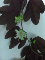 P.trifasciata flowers1.webp