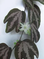 P.trifasciata flowers2.webp