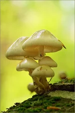 DSC47233.webp