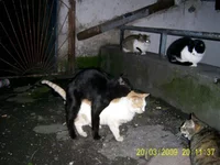 PIC_0141.webp