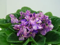 Kilauea (селекция Eyerdom).webp