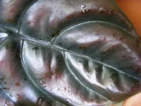 DSCF8007.webp