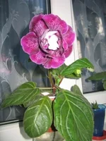 IMG_9382_.webp