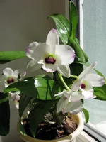 Dendrobium Nobile2jpg.webp
